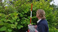 Researcher measures the height of knotweed at a monitoring site